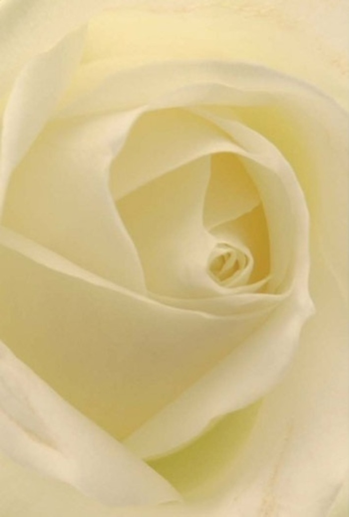 Seen up close and basked in gentle Soho light, this pure white rose captures urban tranquillity through its soft layering and creamy tones, much like the serenity found in a quiet corner of Soho Square Gardens. Petals overlap with the perfect flow of a hand-tied composition, blending subtle whites and creams that are subtly illuminated by late afternoon sunlight filtering through local shopfronts. The rose's structure-a spiral that hints at endless possibility and quiet resilience-makes it an exquisite choice for romantic moments, apologies, or the centrepiece at a Soho wedding. Its minute gradations of shadow and colour elevate the natural form, while an unspoken, clean fragrance suggests an atmosphere of elegance and fresh beginnings. With each nuanced fold, the rose reflects the careful eye of Soho Florist, whose meticulous attention ensures every bouquet becomes a heartfelt gesture, echoing the ever-evolving yet timeless character of the neighbourhood.